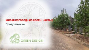 Живая изгородь из сосен: часть 2