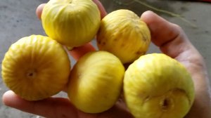 Инжир Кадота медовая роскошь от Small Gardens