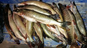 Рыбалка по щуке удалась на все 100) Поклёвка за поклёвкой на один и тот же воблер.