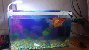 Золотая рыбка в аквариуме 18.11.2025