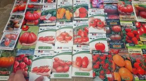 Урожайные и вкусные томаты которые я буду выращивать в этом году