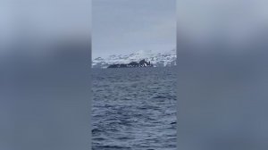 Прибытие Федора Конюхова в Антарктиду попало на видео