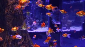 Домашние питомцы🐾Викторина для малышей🏆Развивающие мультики для детей