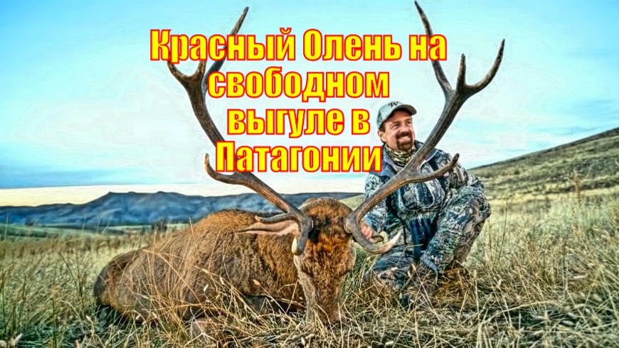 Красный Олень на свободном выгуле в Патагонии