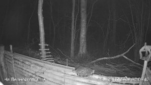 LIVE: На лесной опушке. Природа онлайн