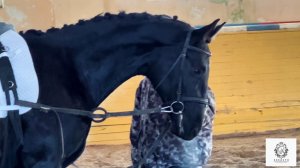 ВИДЕО ЯВЛЯЕТСЯ СОБСТВЕННОСТЬЮ КАНАЛА «КОННЫЙ ЗАВОД ВЕЕДЕРН»