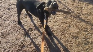 Моя Жизнь Кино @ Музей Псов