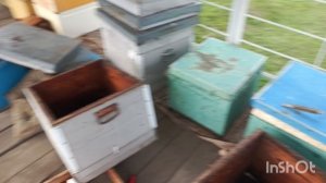 Пересаживаю из дерева ,в пеноулик.