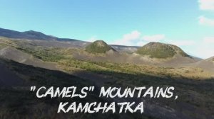 20. Верблюды Камчатки