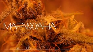 Марихуана (2.0)