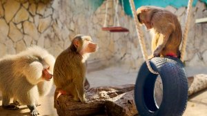 Пока мы рассказываем свою историю, Лида за Люсей взлетела на потолок! Елисей молча наблюдает!