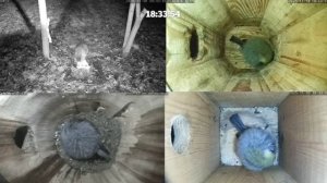 Птички спят- а кот пришел на ужин