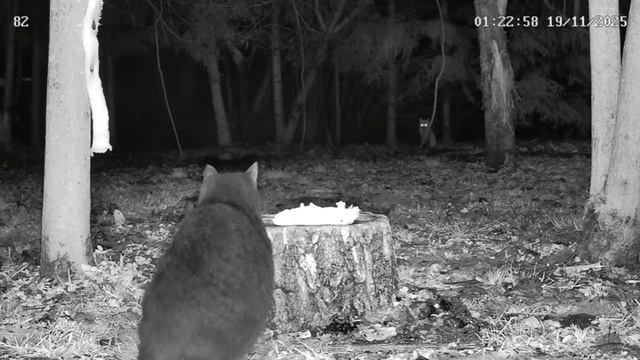 Встреча у пенька лисы и кота