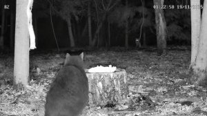 Встреча у пенька лисы и кота