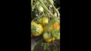 Томат МЕДОВЫЙ ГРЕБЕНЬ от  Софии Сааковой.