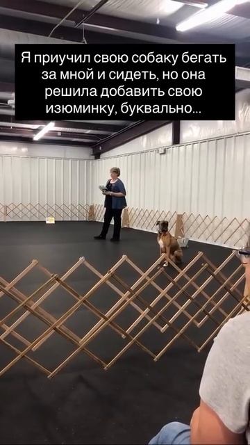 Я приучила собаку ходить за мной