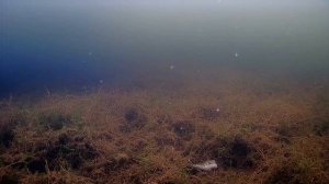 Подводная съемка ротанов.