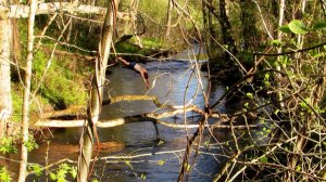 Весеннее течение