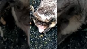 летучая мышка, вижу впервые так близко