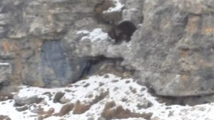 КАВКАЗСКИЕ БУРЫЕ РОЛИК ИЗ ФИЛЬМА ГОРНАЯ ОХОТА