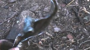 УАЗ БУХАНКА оживление мотор от волги