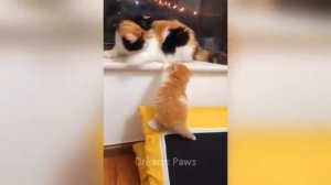 Смешные животные №3