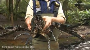 Когда наступает половая зрелость у Тасманийского гигантского пресноводного рака — Astacopsis gouldi?