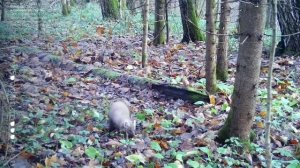 Краснокнижная куница обнаружена в Подмосковье