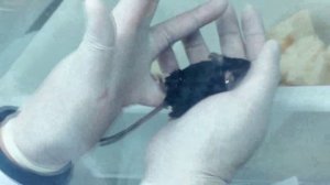 На Землю доставили образцы научных экспериментов с орбитальной станции «Тяньгун»