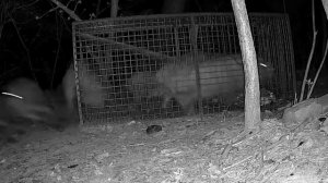 Кабаны в ловушке