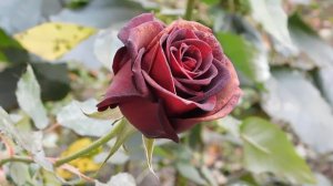 12=11=2025  ПВН  (91)