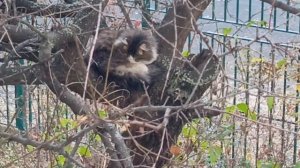 Кошка за окошком😺