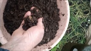 Самое время сеять кабачки