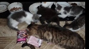 Влог о жизни кошек и собак в одной семье.Кошачья столовая.