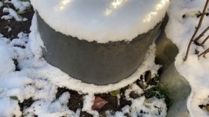 Малина под снегом.