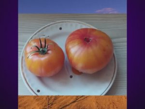 Каталог томатов - новинок 2025 года. Часть 5