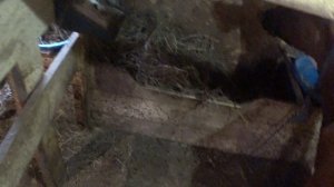 Бычок , хулиган , наделал делов !