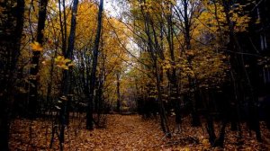 Robert Rich – Perpetual (Part 2 of 6)