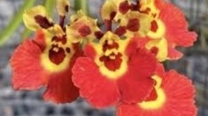 Новинки  орхидеи толумнии!