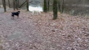 Пугаем в роще прохожих. А нечего гулять в зоне выгула собак.