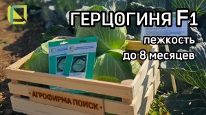 Очень урожайная капуста с рекордной лежкостью! Выращивание капусты в промышленном масштабе.