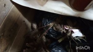 19-11-2025. Жизнь в деревне.Черенкую фуксий,топлю баню.На улице сильный ветер,отключили свет.