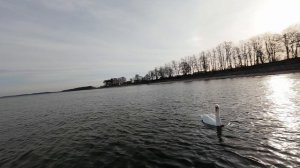Swans🦢over💫the🌊sea:🛸Drone🦢caught a⏱️moment that💫won't🌊happen🦤again🌊