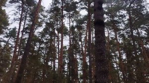 больная сосна