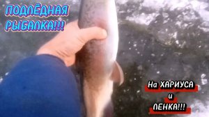 ПОДЛЁДНАЯ РЫБАЛКА 2025! На ХАРИУСА и ЛЕНКА! С ПОВОДНОЙ ВИДЕО СЪËМКОЙ!!!