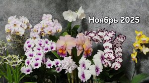 Цветение орхидей.  Ноябрь 2025.