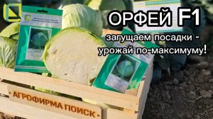Новый гибрид капусты с удивительными результатами для загущенной посадки! Идеальна для фермеров.