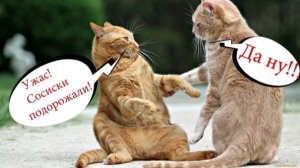 - КУДА ТЫ ЛЕЗЕШЬ, СУМАСШЕДШИЙ!  С ОЗВУЧКОЙ! Приколы с котами.