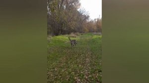 тарзан прогулки