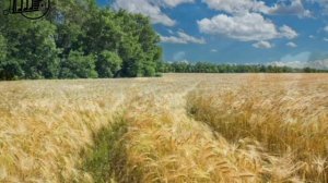 Русское поле - исп. Михаил Шаргин.mp4